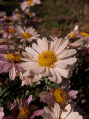 Purple daisies in the country in the fall under the sun