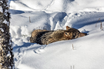 Gray polar wolf resting in the snow