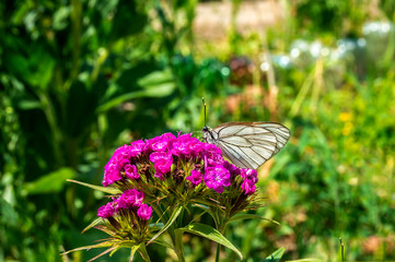Black-veined butterfly sits on a flower of Turkish carnation