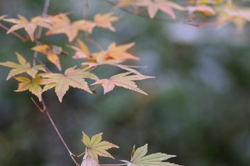 接写したカエデの葉