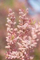 Light pink background from delicate tamarix flowers. Pink Blooming banche Tamarix tetrandra. Four Stamen Tamarisk. 