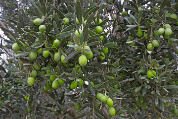 Olive trees in Izmir / Turkey