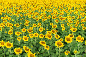 Beautiful sunflower  field on summer at Lop buri