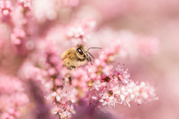 Honey bee among pink flowers Tamarix tetrandra, closeup, blurred background