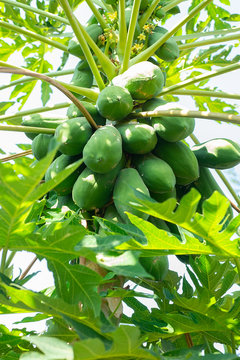 Papaya is producing natural fruit.