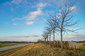 Obraz premium row of trees and hay