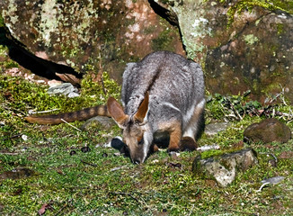 Yellow-footed rock wallaby on the ground in its enclosure. Latin name - Petrogale xanthopus