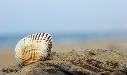 Sea shells on the sandy shore against the background of the sea and sky