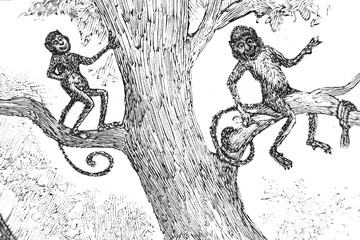 Funny chimpanzees - Vintage Engraved Illustration, 1894
