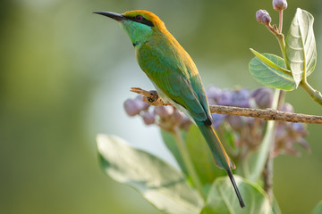 Green Bee-eater (Merops orientalis), Udawalawe National Park, Sri Lanka	