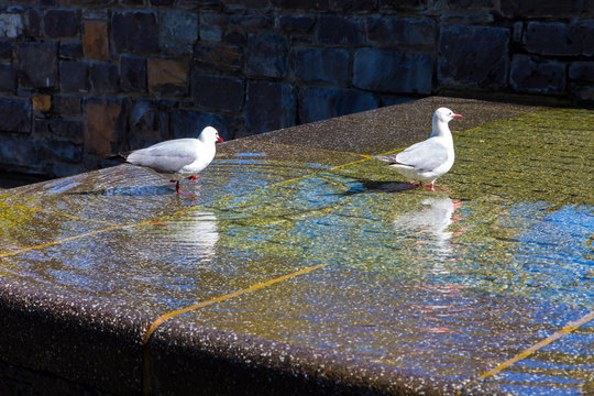  Lovely seagulls bathe in the fountain