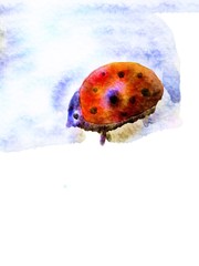 Ladybug on a white background watercolor drawing.