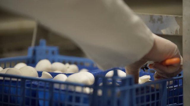 White champignon mushrooms harvest. many champignon mushrooms. Champignon production farm. Shelves rows of beds. Shampion grown mushrooms. Modern agriculture