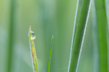 Green leaf and water drops close-up, natural green conception. Dew drops on green leaves, beautiful blurred bokeh background. green nature concept. earth day, save pure water concept.