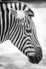 Obraz na płótnie Canvas zebra head profile