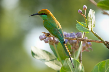 Green Bee-eater (Merops orientalis), Udawalawe National Park, Sri Lanka	
