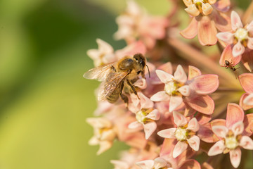 honey bee collects nectar on flowers common milkweed (Asclepias syriaca) closeup. 