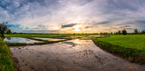 Fototapeta na wymiar Rural landscape with green rice fields and blue skies.