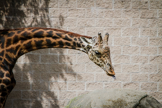 Giraffe Tongue