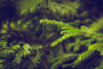 Green forest background of fir tree branches. Natural background for Christmas and New Year design