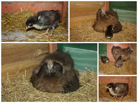 composition de poule et ses petits noirs de marans 