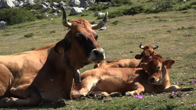 Detalle de vacas y cr&iacute;as rumiando, acostadas en la hierba 