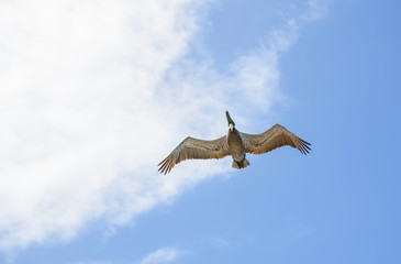 Grey Pelican Flying over ocean