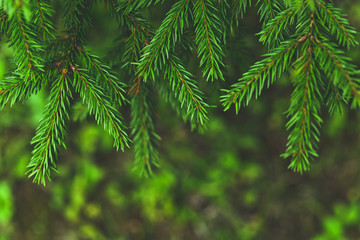 Green spruce tree branches on blurry background. Natural background for Christmas and New Year...