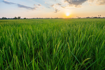 Green fields and blue skies