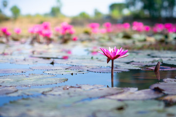 Pink lotus flower in the pond