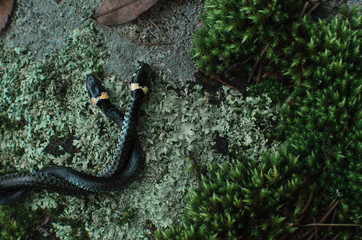 snake wedding. two non-poisonous grass-snakes on the rocks in the moss. 