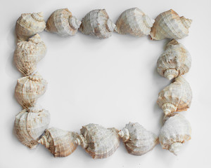 Frame of sea shells on a white background