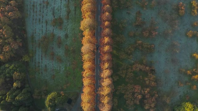 Metasequoia Namiki Road Aerial top down view at Sunrise, Shiga Japan