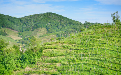 Fototapeta na wymiar View of vineyards in spring