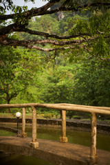 Small bridge in the middle of the forest