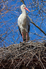 White stork on the nest. Latin name - Ciconia ciconia