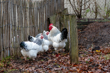 Sundheimer rooster and hens in yard