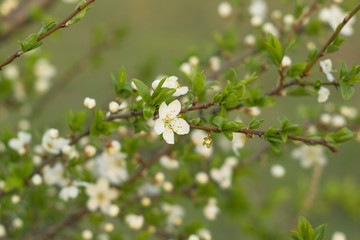 Spring branch of a blossoming apple tree on garden background
