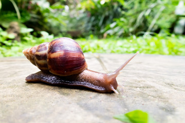 Castle Grant, St. Joseph / Barbados - 04 16 2019: Large Snail patrolling the garden