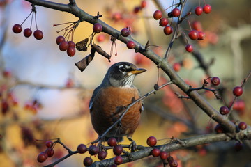 Robin on a crab apple tree