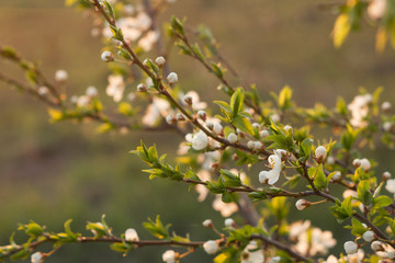 Spring branch of a blossoming apple tree on garden background