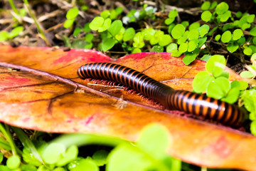 Castle Grant, St. Joseph / Barbados - 04 16 2019: Millipede looking for a snack