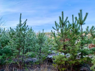 Green pine branches on the background of the forest. Young Christmas trees in a pine forest. Concept: green spaces, nature protection.