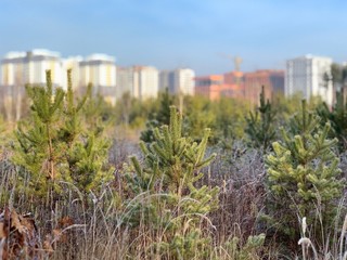 Young pine trees on the background of new buildings. The construction of high-rise buildings among the forest. Concept: city growth, deforestation.