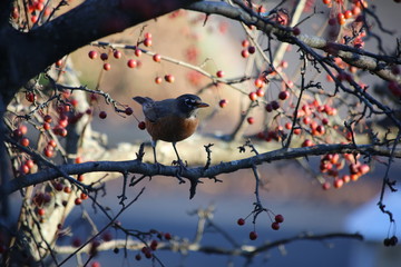 Robin on a crab apple tree