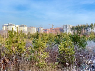 Young pine trees on the background of new buildings. The construction of high-rise buildings among the forest. Concept: city growth, deforestation.