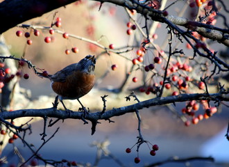 Robin on a crab apple tree