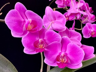 Fototapeta na wymiar Purple orchid petals, on a black background. Home flowers, close-up.