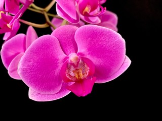 Purple orchid petals, on a black background. Home flowers, close-up.