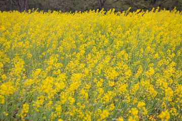 Blooming canola flowers close-up. .Bright Yellow rapeseed oil. Flowering rapeseed, Rapeseed field...